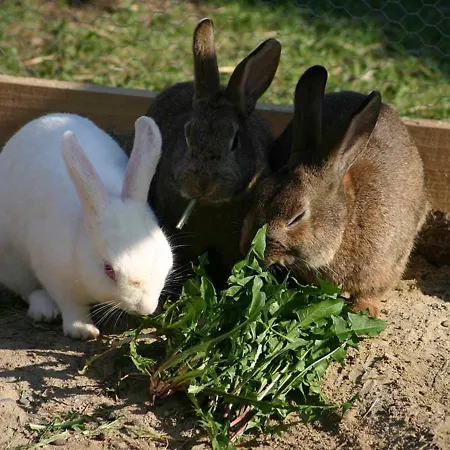 Apartamento Franzenhof Markhart *