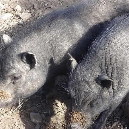 Franzenhof Markhart Apartamento Deggenhausertal