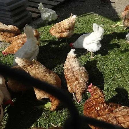 Franzenhof Markhart Deggenhausertal